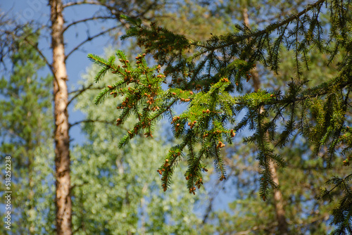 Fir branch with small cones in the forest on a sunny summer day. Beautiful holiday background
