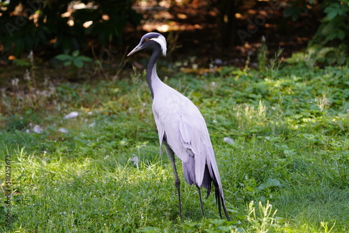 The demoiselle crane (Grus virgo) is a species of crane found in central Eurosiberia, ranging from the Black Sea to Mongolia and North Eastern China.