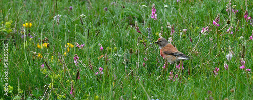 Common linnet (Linaria cannabina) in a meadow of flowers // Bluthänfling in einer Blumenwiese 