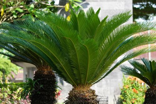 Cycas Revoluta (pakis haji, Cycas revoluta, Sotetsu, sago palm, king sago, sago cycad, Japanese sago palm) in the garden. This is also called kungi (comb) palm in Urdu speaking areas photo