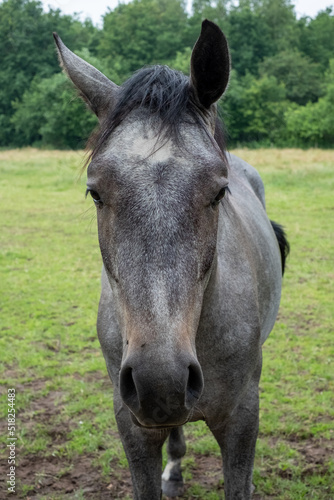 A headshot of a grey horse against a natural green background. High quality photo