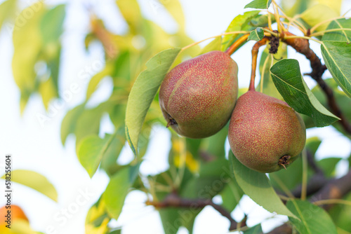 pears ripen on a tree, a pear bears fruit on a branch close-up