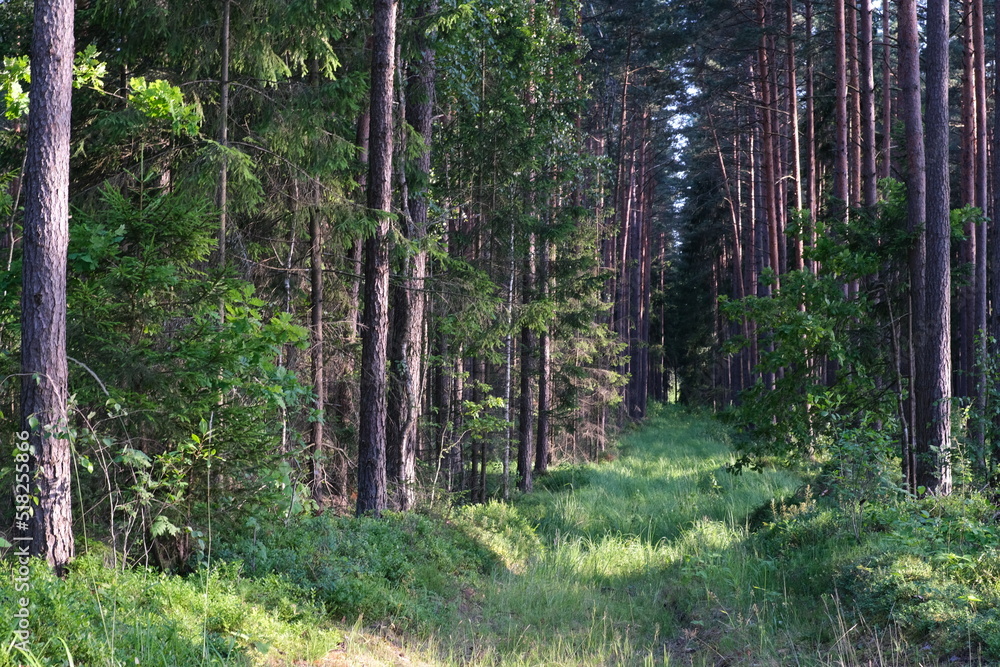 Obraz premium not used pathway in pine forest in Latvia. Summertime in woods, pine trunks, green grass