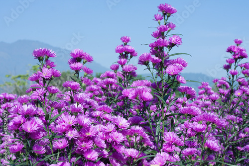 Bush of bright pink Aster Amellus on sunny blue sky and mountain background.