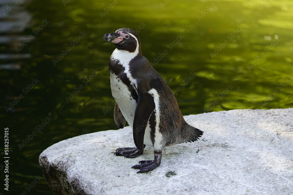 Fototapeta premium The Humboldt penguin (Spheniscus humboldti) is a medium-sized penguin. It resides in South America, its range mainly contains most of coastal Peru.