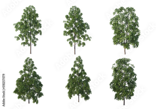 Tree on a white background