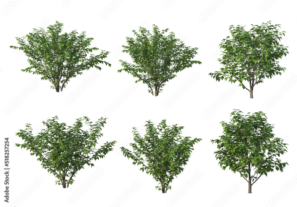 Tree on a white background Tree on a white background