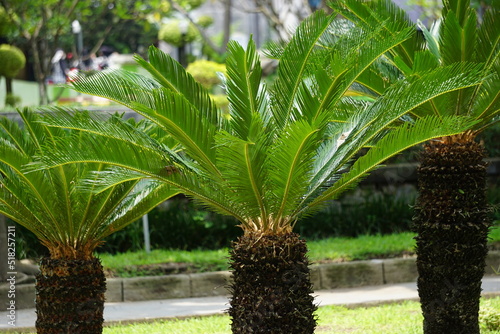 Cycas Revoluta (pakis haji, Cycas revoluta, Sotetsu, sago palm, king sago, sago cycad, Japanese sago palm) in the garden. This is also called kungi (comb) palm in Urdu speaking areas photo