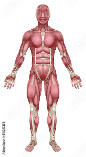 Muscles of Human Body Medical Anatomy Illustration