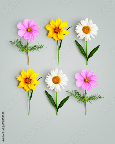Daisy  cosmos flowers color card and creative layout