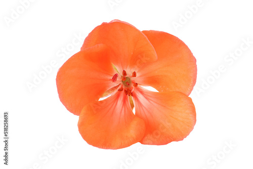 beautiful orange flower isolated on white background