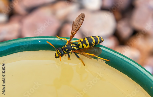 Fényképezés wasp taking a drink