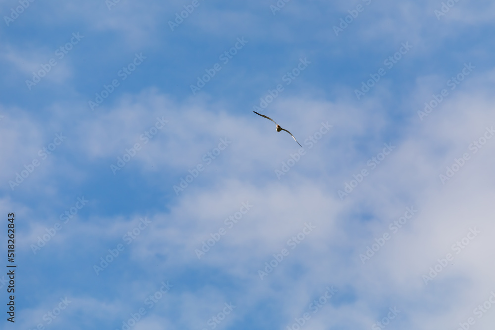 Cielo azzurro intenso con poche nuvole bianche e piccola figura di uccello gabbiano che vola. Cielo azzurro intenso con poche nuvole bianche e piccola figura di uccello gabbiano che vola.
