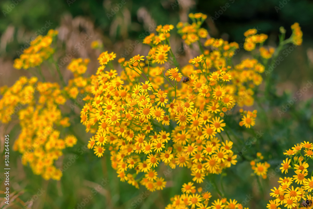 Obraz premium Yellow flowers against the background of a blurred meadow in Poland