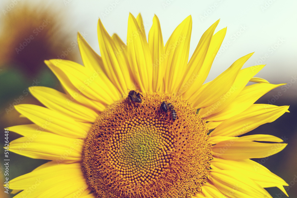 Naklejka premium Sonnenblumen im Sonnenuntergang