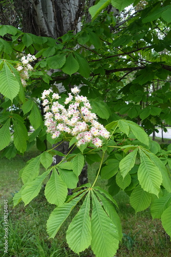 Pair of panicles of flowers of horse chestnut tree in May