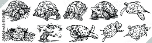 Vintage engrave isolated turtle set illustration ink rat sketch. Sea turtle background line tortoise art