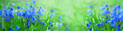 Fototapeta Naklejka Na Ścianę i Meble -  spring banner with blooming scilla flower on green lawn
