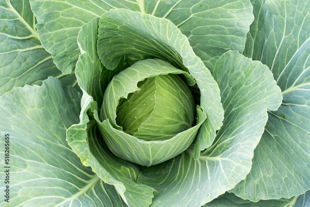 Fototapeta premium large green cabbage ovary in the garden or orchard, farm eco vegetables