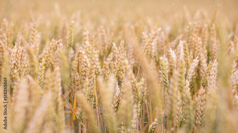 Fototapeta premium Getreidefeld