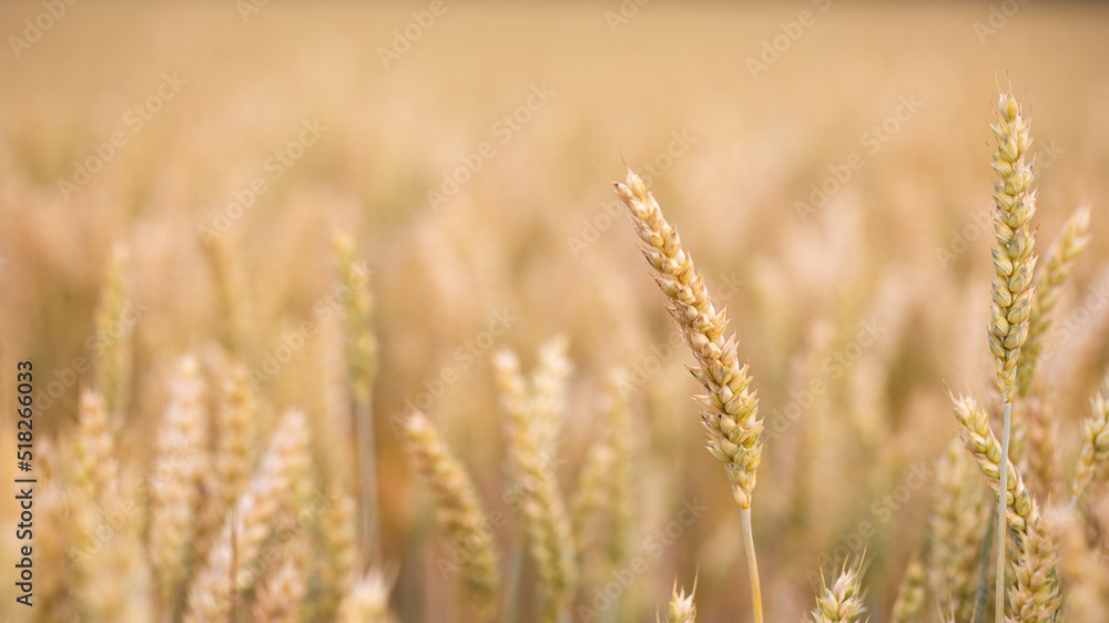 Getreidehalme im Feld Getreidehalme im Feld
