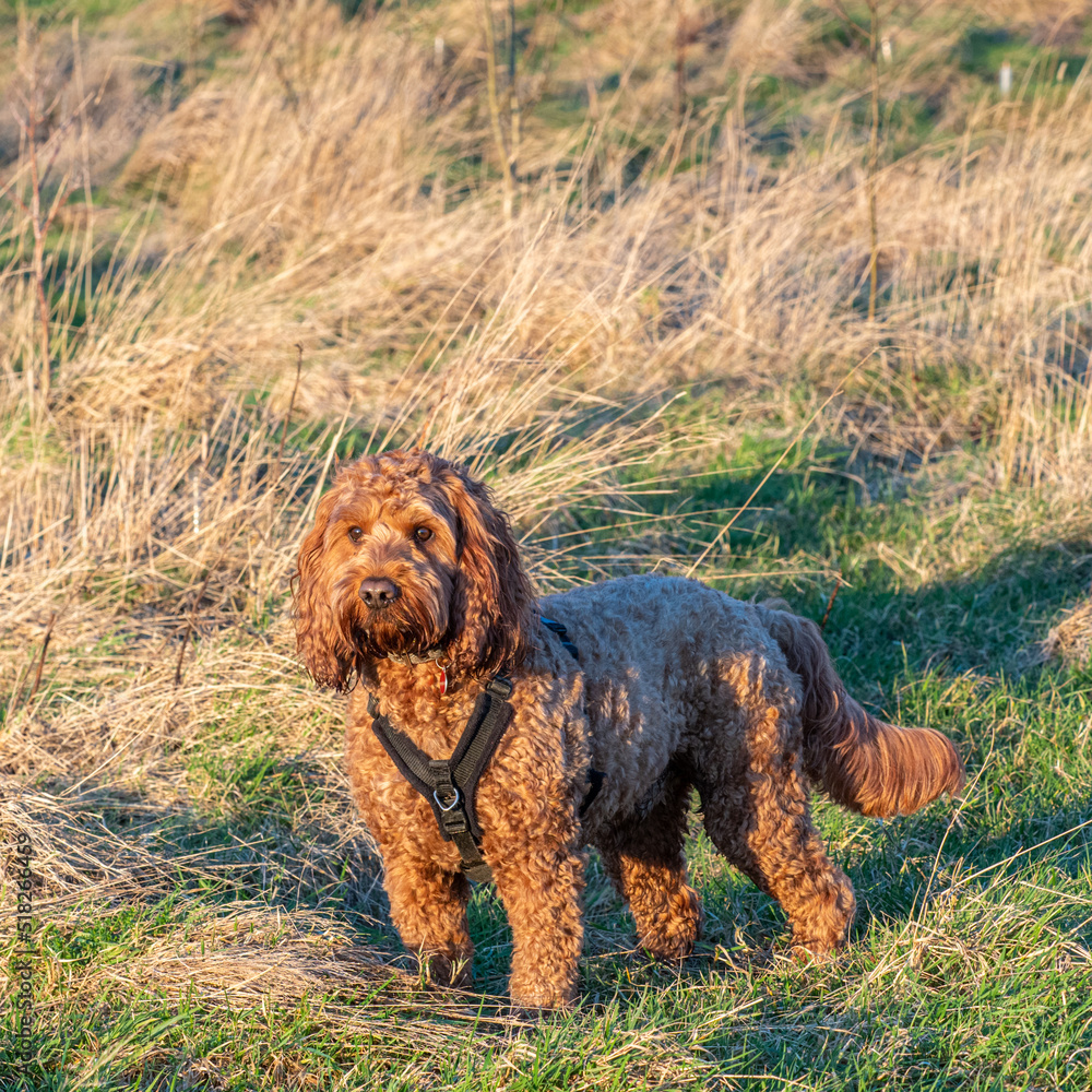 A red cockapoo enjoying the last of the winter sunshine in a field during an evening walk