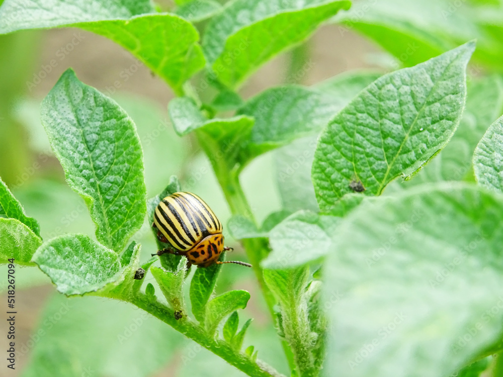 Destruction of the potato crop by the Colorado potato beetle Destruction of the potato crop by the Colorado potato beetle