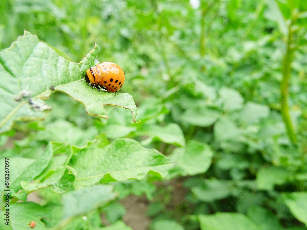 Destruction of the potato crop by the Colorado potato beetle Destruction of the potato crop by the Colorado potato beetle