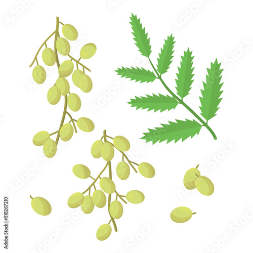 Neem. Plant. Leaves, fruits. Vector set
