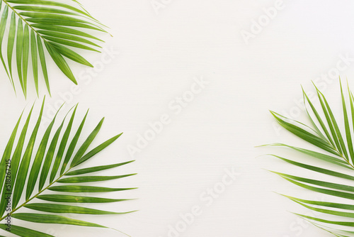 Image of tropical green palm over white wooden background