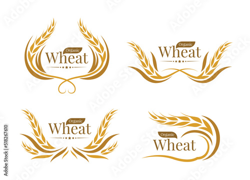 Organic wheat logo - yellow gold paddy wheat line curve style collection vector design