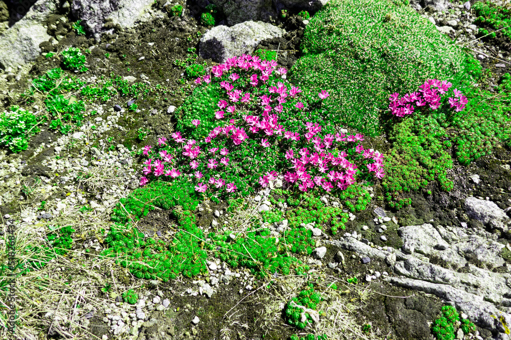 Purple saxifrage on top of Lomnicky peak
