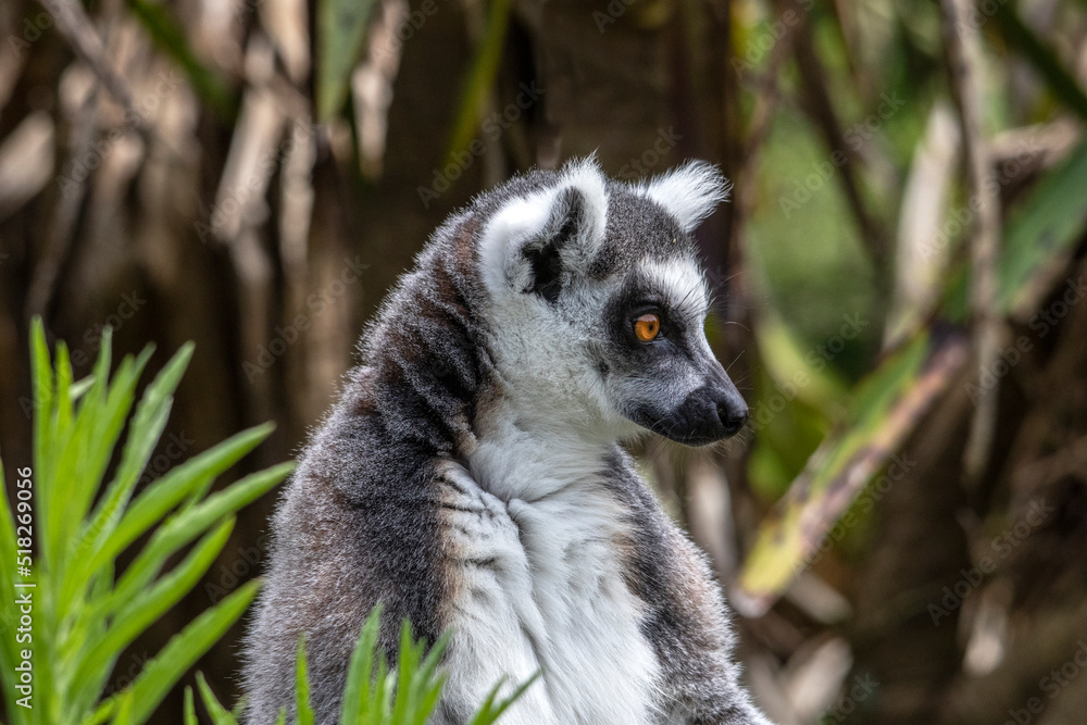 Fototapeta premium Tête de maki catta en gros plan 