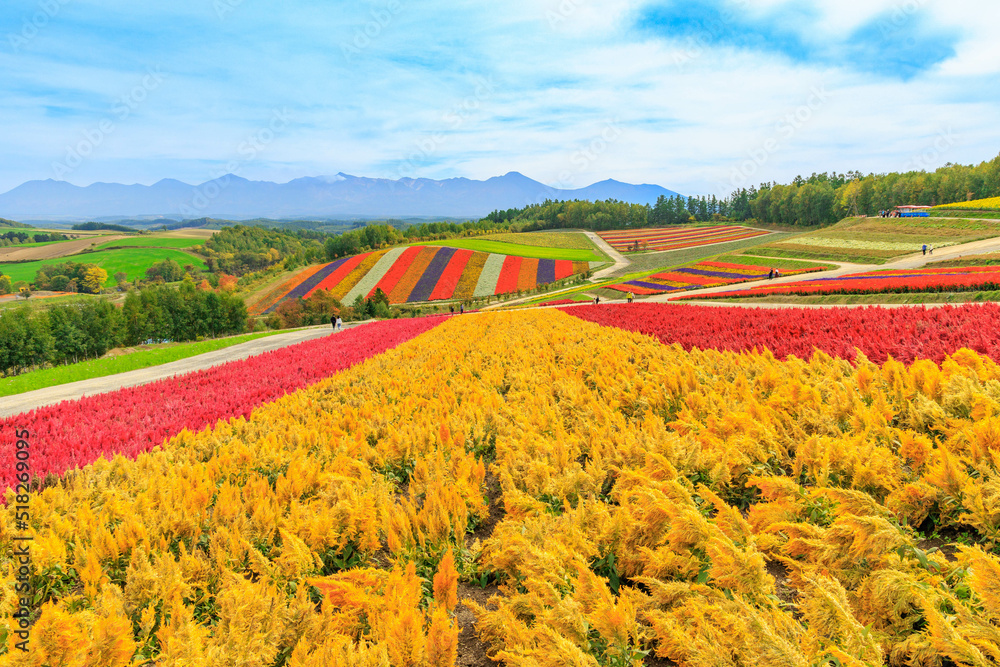北海道美瑛の広大な大自然「四季彩の丘」