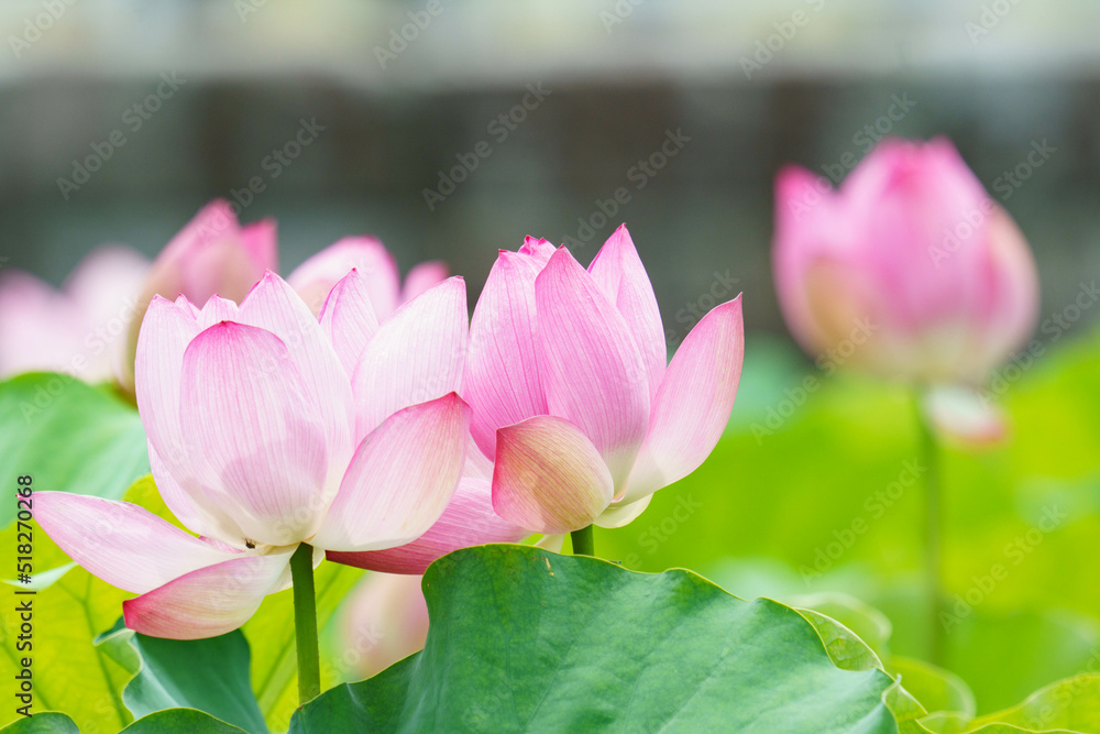 Fototapeta premium 蓮の花は淡く綺麗な花