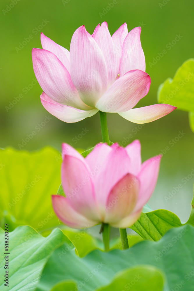 蓮の花は淡く綺麗な花 蓮の花は淡く綺麗な花