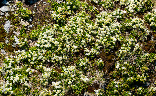 Saxifraga bryoides bitter flower growing at high altitude in rocks photo