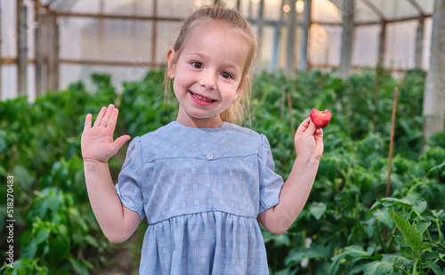 Funny smiling little girl eating fresh ripe strawberry picked family greenhouse