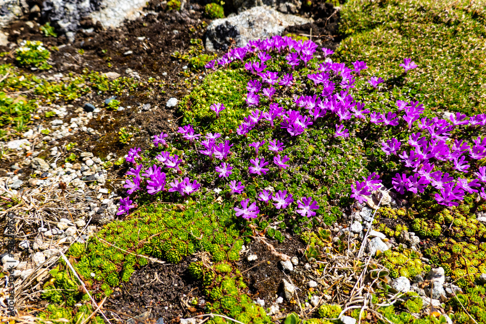 Fototapeta premium Purple saxifrage grows in rocky mountains on top of Lomnicky peak