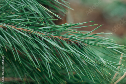 Pine green branches. Long Pine Needles Selective Focus