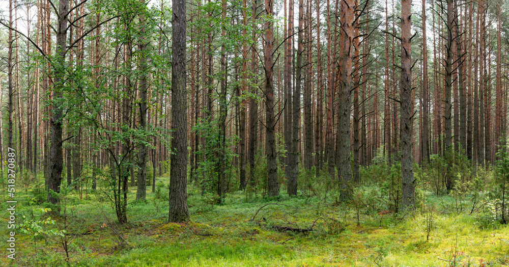 Landscape of Belarus - pine forest Landscape of Belarus - pine forest