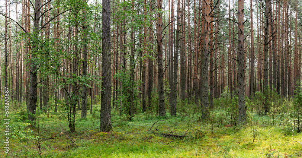 Landscape of Belarus - pine forest