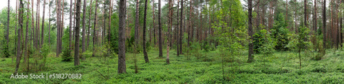 Fototapeta Naklejka Na Ścianę i Meble -  Landscape of Belarus - pine forest