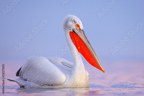 Pelikan kędzierzawy © Grzegorz