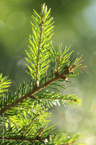 Fototapeta Naklejka Na Ścianę i Meble -  Background of juicy greenery of spruce, pine, small depth of field, beautiful bokeh, coniferous needles, macro photography.