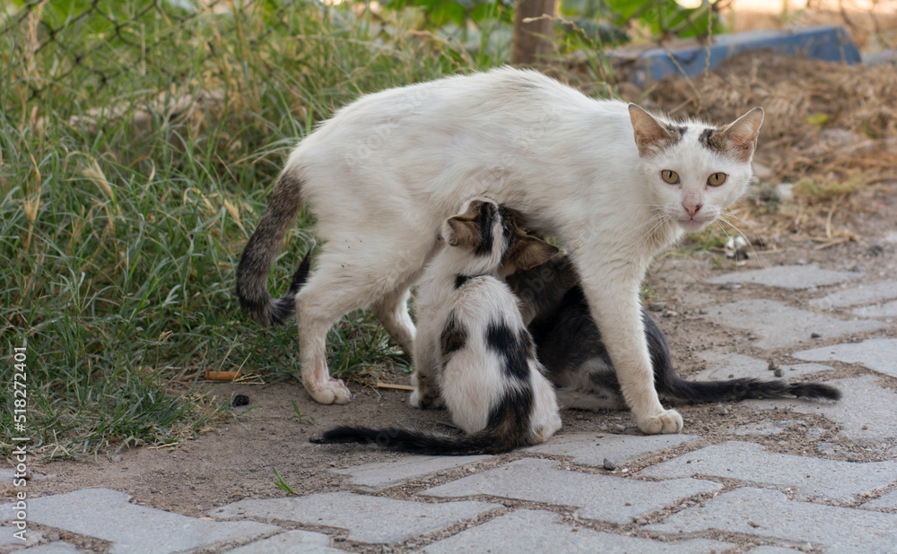 mother stray cat breastfeeding her baby mother stray cat breastfeeding her baby