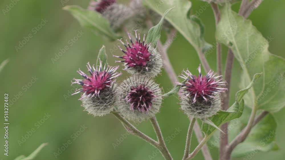 Blooming medical plant burdock. The burdock flowers sway in the wind. Thorn of Agrimony with pink flowers. Flowering Great Thistle (Arctium lappa) Blooming medical plant burdock. The burdock flowers sway in the wind. Thorn of Agrimony with pink flowers. Flowering Great Thistle (Arctium lappa)