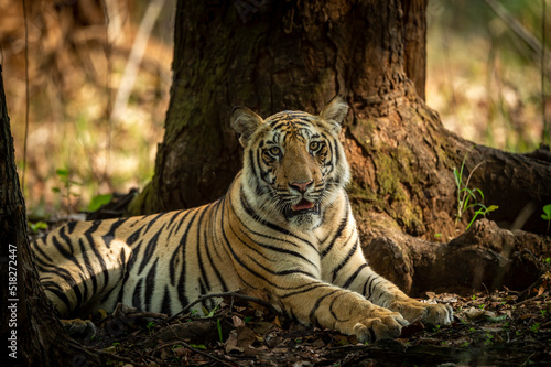 Indian wild bengal male tiger portrait or closeup in morning jungle safari or drive at bandhavgarh national park or tiger reserve madhya pradesh india asia - panthera tigris tigris