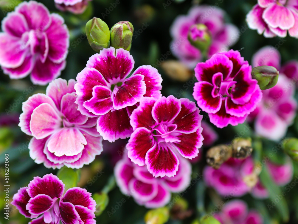 Close-up to Dianthus caryophyllus in bloom Close-up to Dianthus caryophyllus in bloom