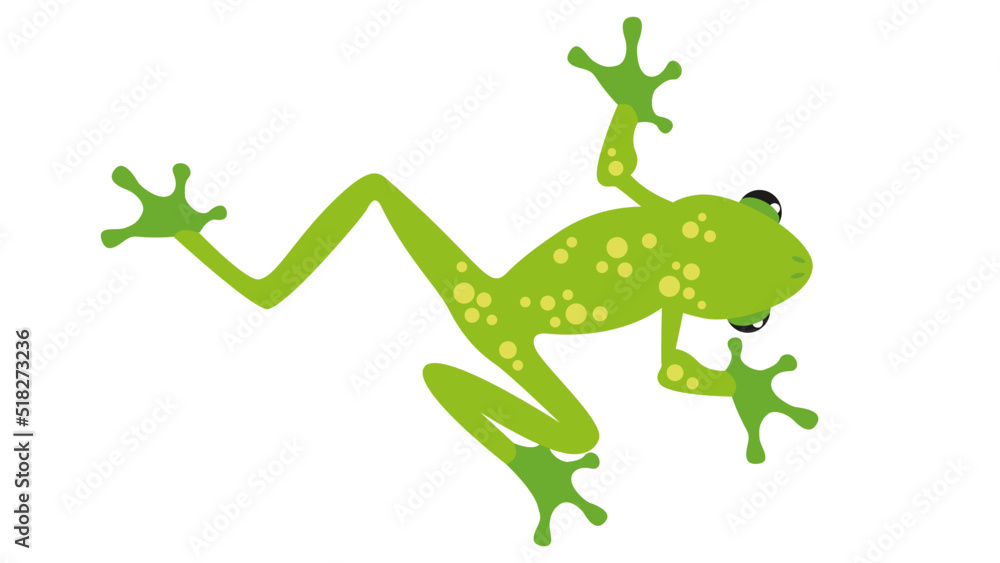 Obraz premium Green frog, bottom view, illustration